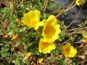 Portulaca “Hot Yellow”
