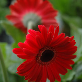 Gerbera Daisy “Red”