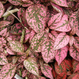 Hypoestes “Splash Rose”