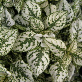 Hypoestes “Splash White”