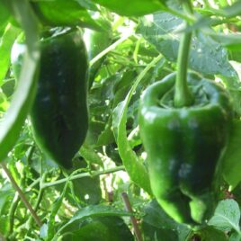Pepper “Poblano”