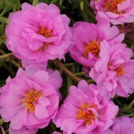 Portulaca “Pink”