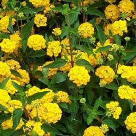 Lantana “New Gold”