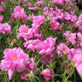 Portulaca “Hot Pink”