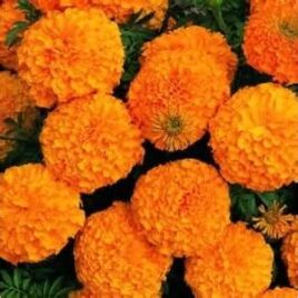 Marigold “Inca Orange”