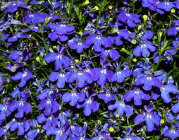 Lobelia “Blue”