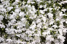 Lobelia “White”