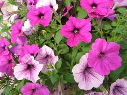Petunia “Easy Wave Pink”