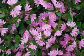 Scaevola “Pink”