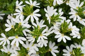 Scaevola “White”