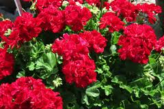 Geranium “Cranberry Red”