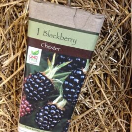 Chester Blackberry