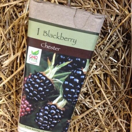 chester blackberry