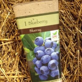 Blueray Blueberry