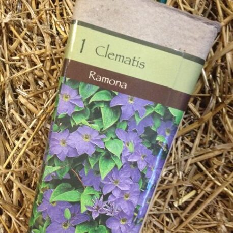 clematis ramona