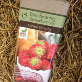 Everbearing Ozark Beauty Strawberries
