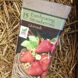 Everbearing Quinault Strawberries