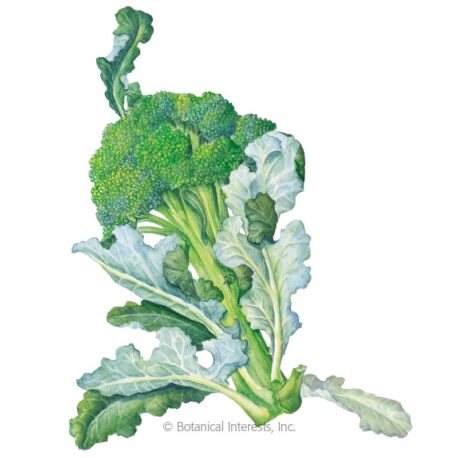BI Veggie