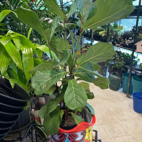 Fiddle Leaf Fig