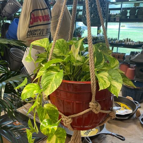 Pothos at Stone Bros.