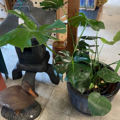 Monstera