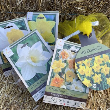 Daffodils