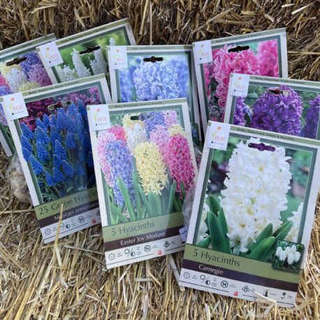 Hyacinths
