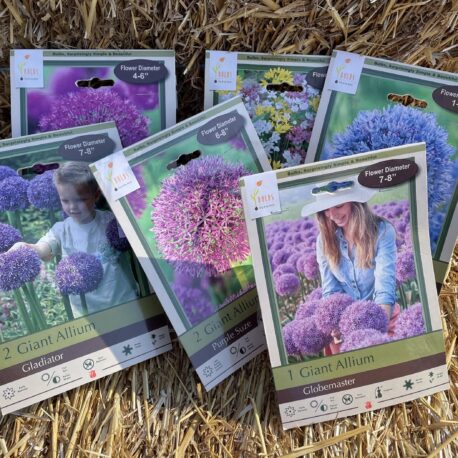 Allium bulbs