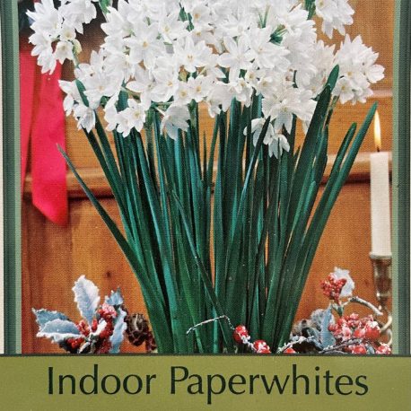 Paperwhite bulbs